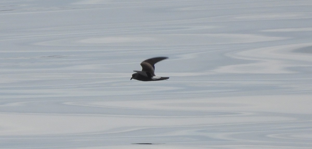 Leach's Storm-Petrel - ML602411611