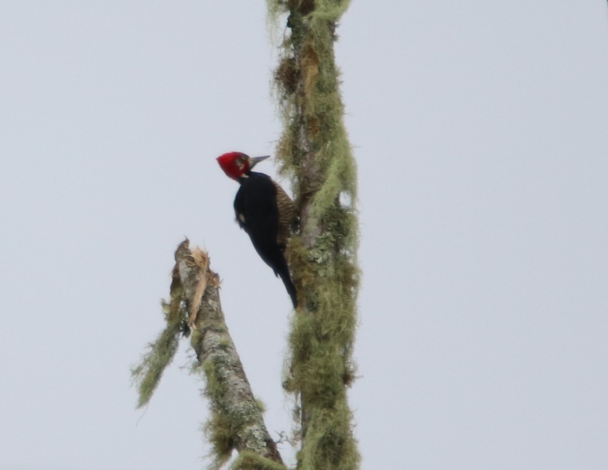 Crimson-crested Woodpecker - Matt W