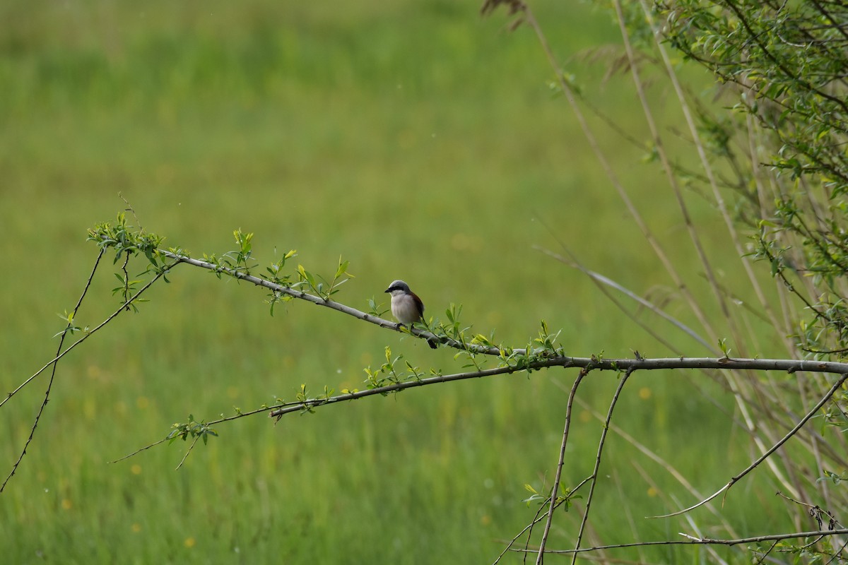 Red-backed Shrike - Maximilian Weinschenk