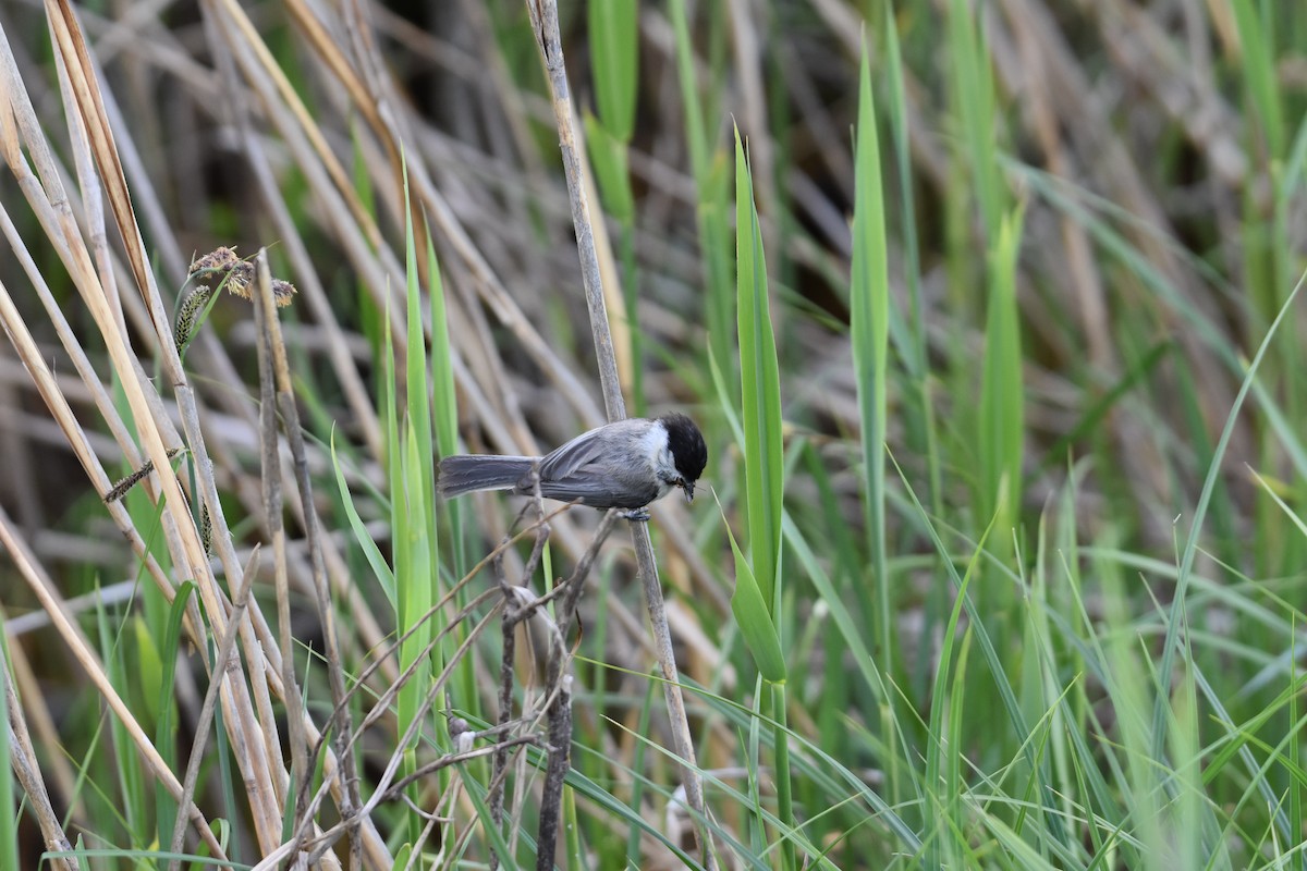 Willow Tit - Maximilian Weinschenk