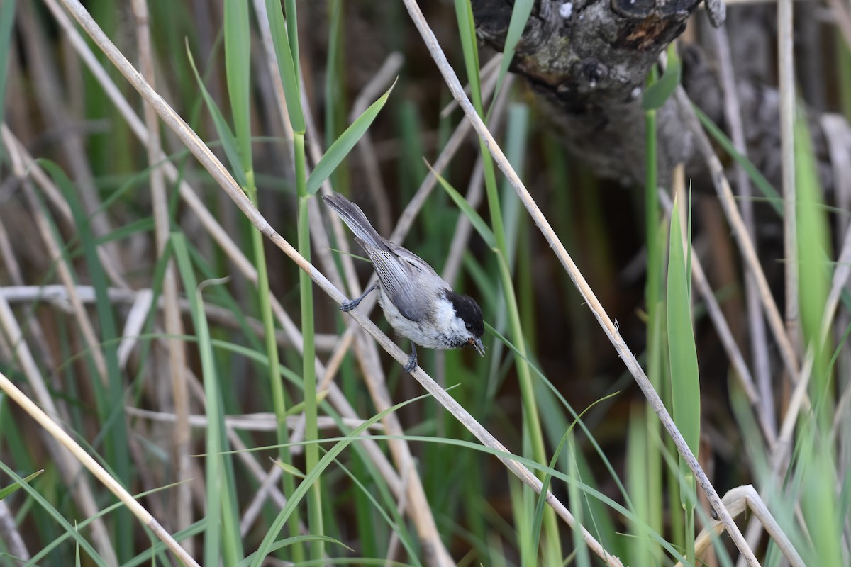 Willow Tit - Maximilian Weinschenk