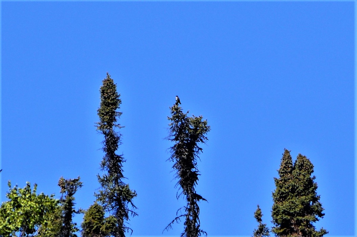 Olive-sided Flycatcher - ML60241311