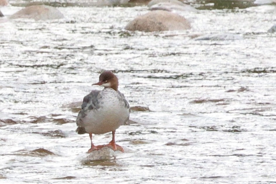 Common Merganser - ML602414341