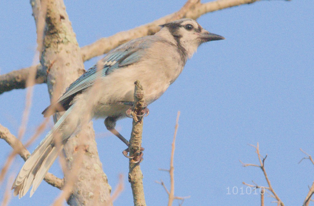 Blue Jay - ML602414371
