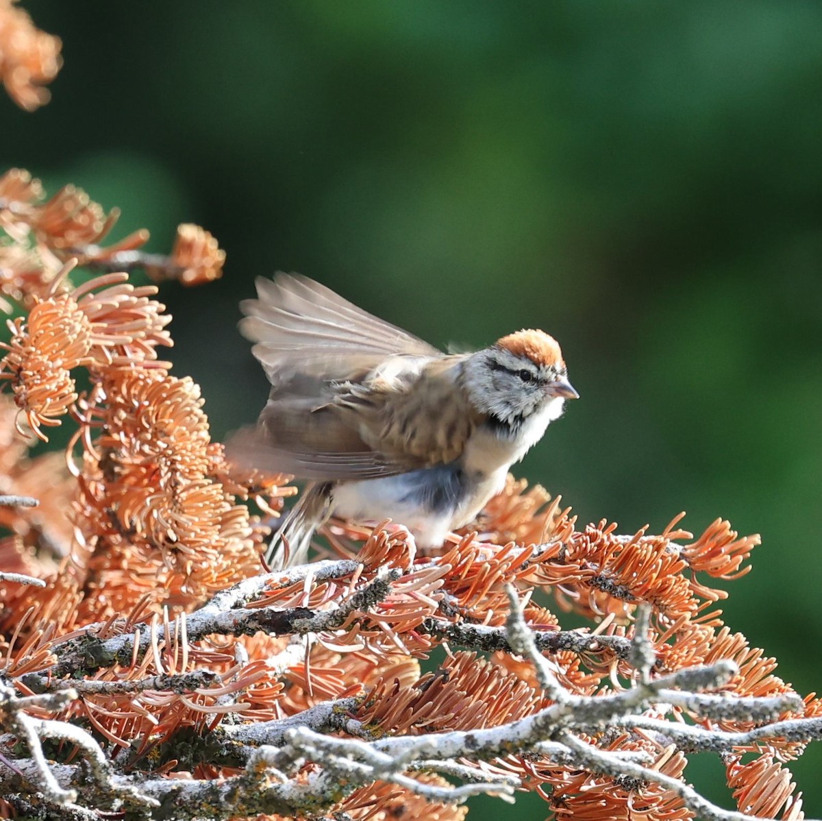 Chipping Sparrow - ML602414481