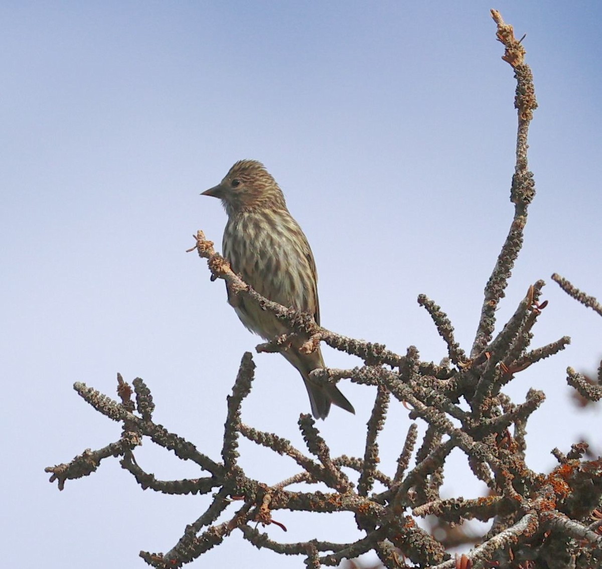 Pine Siskin - ML602414531