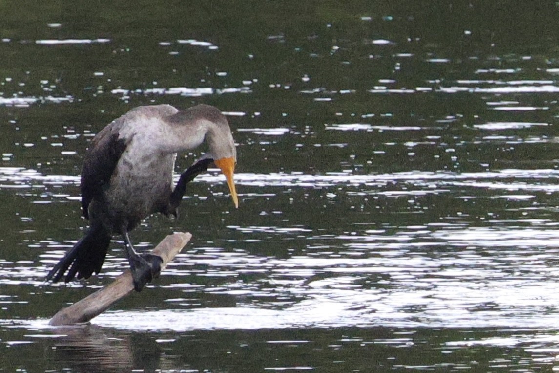 Double-crested Cormorant - ML602414561