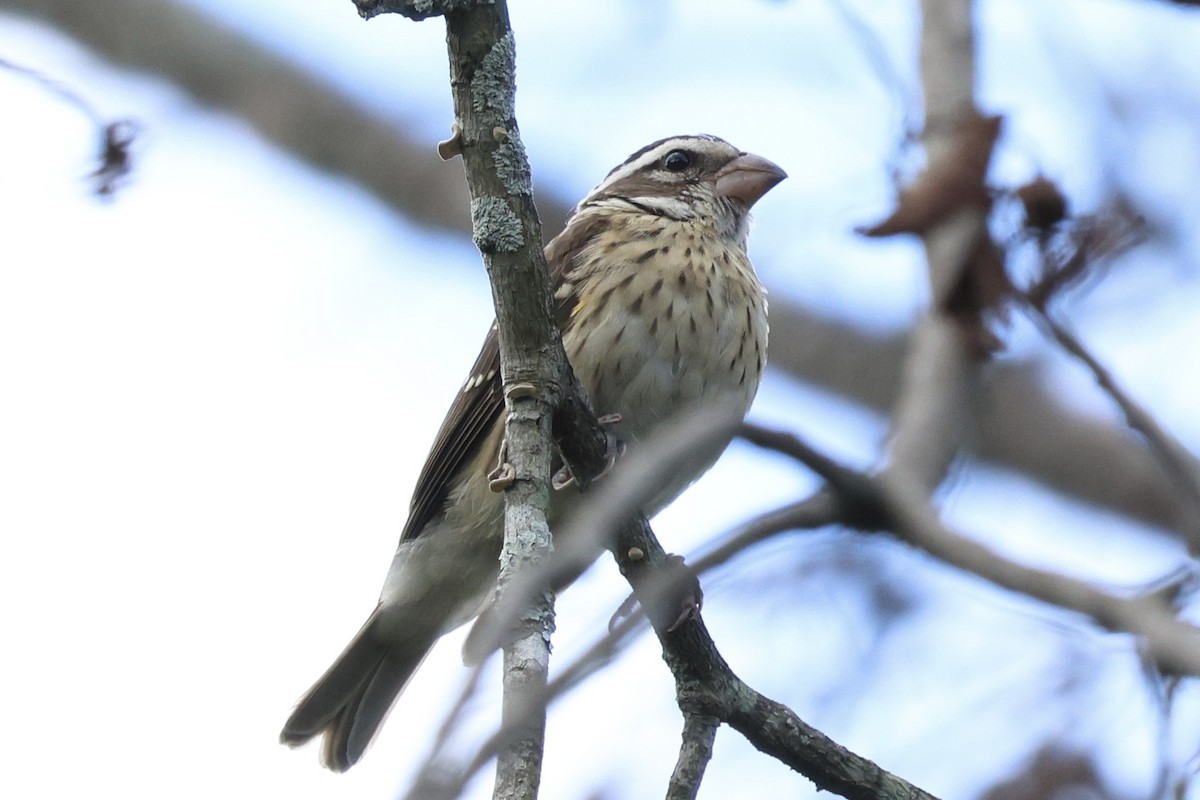 Rose-breasted Grosbeak - ML602414771