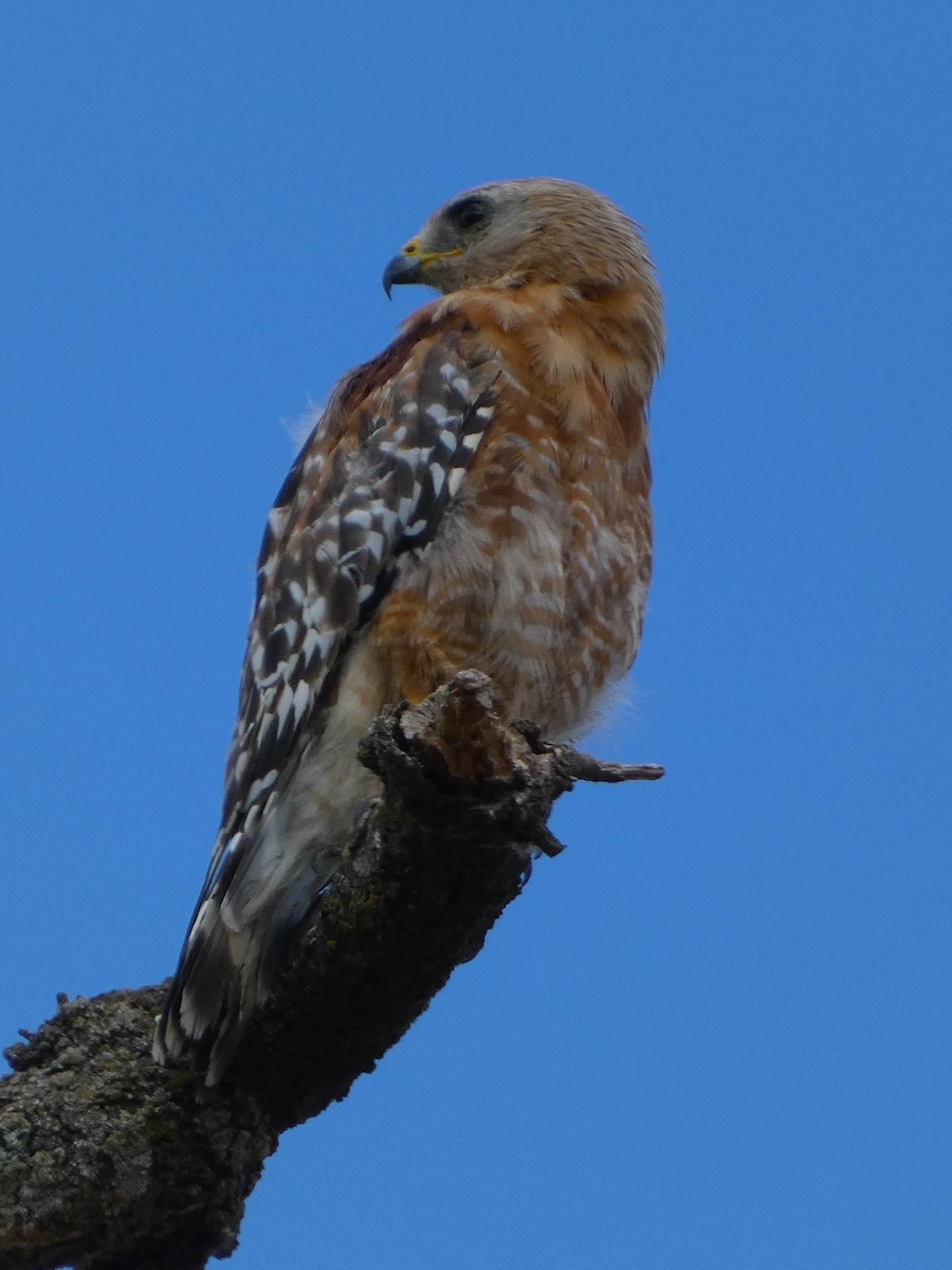 Red-shouldered Hawk - ML602415001