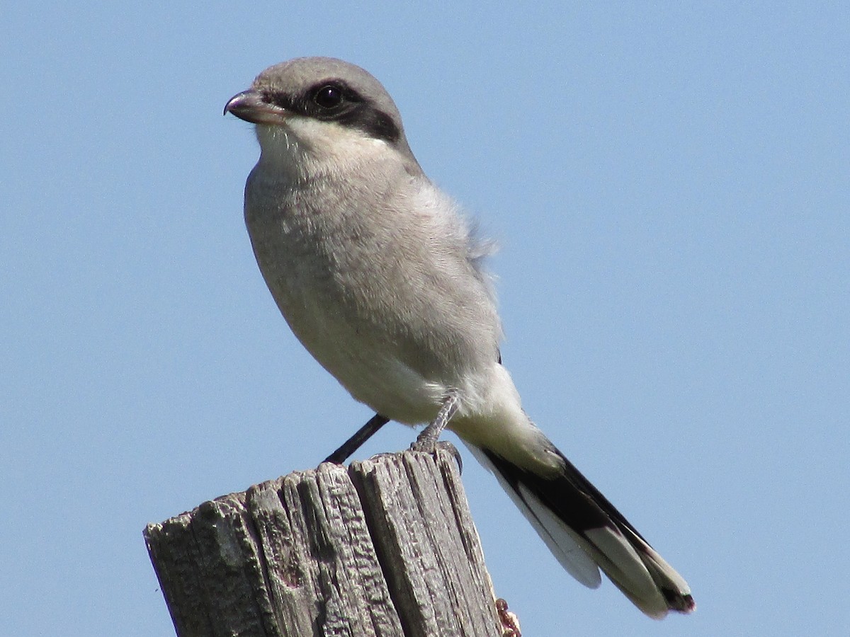 Loggerhead Shrike - Felice  Lyons