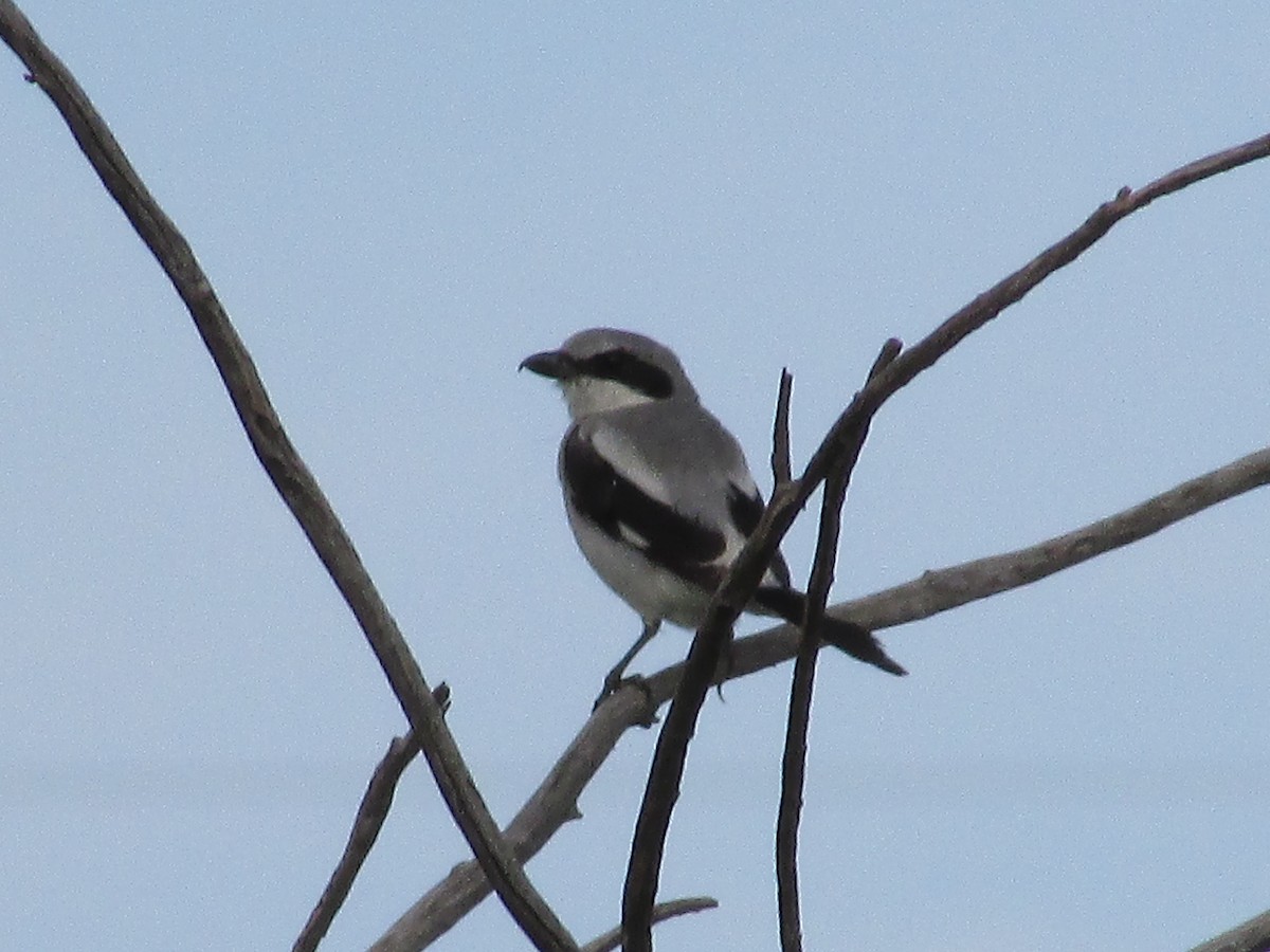 Loggerhead Shrike - ML602415461