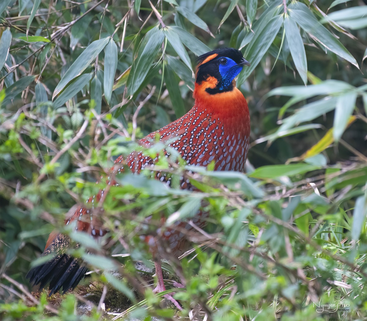 Temminck's Tragopan - Nguyen Pho