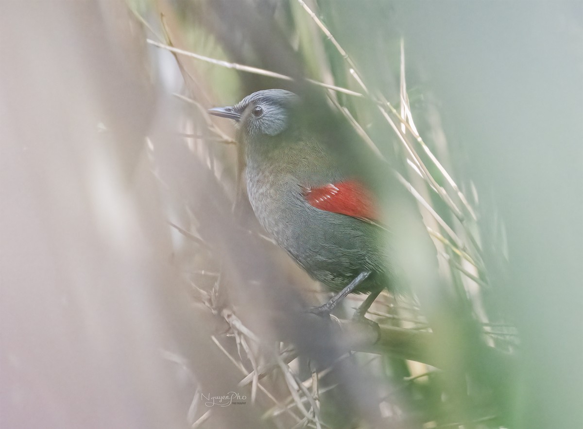 Red-winged Laughingthrush - ML602416691