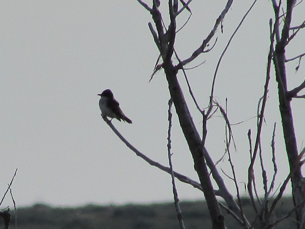 Eastern Kingbird - ML602416991