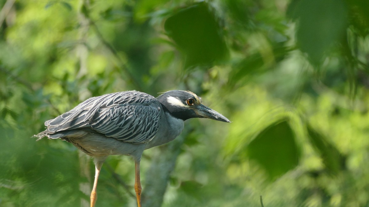 Yellow-crowned Night Heron - Avery Fish