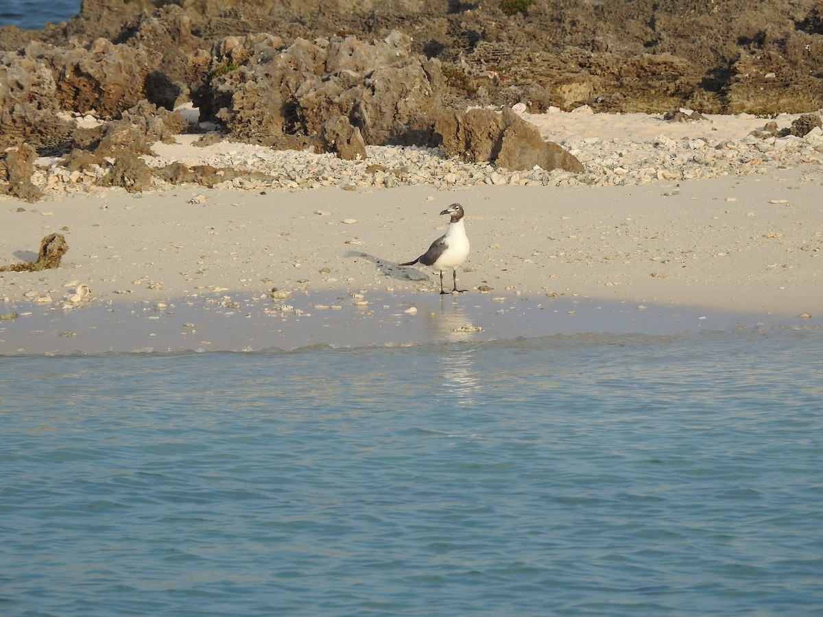 Gaviota Guanaguanare - ML602417101