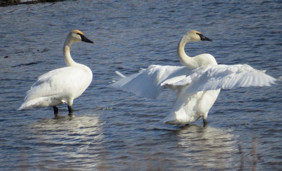 Cisne Trompetero - ML602417321