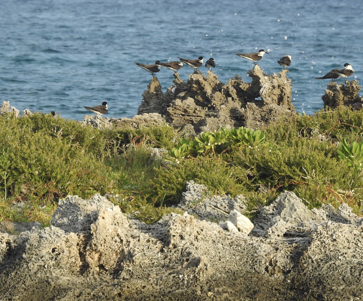 Bridled Tern - ML602417351