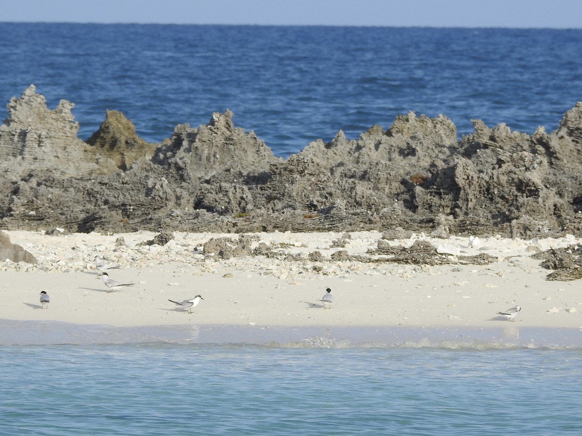 Least Tern - Shelagh Paton-Ash