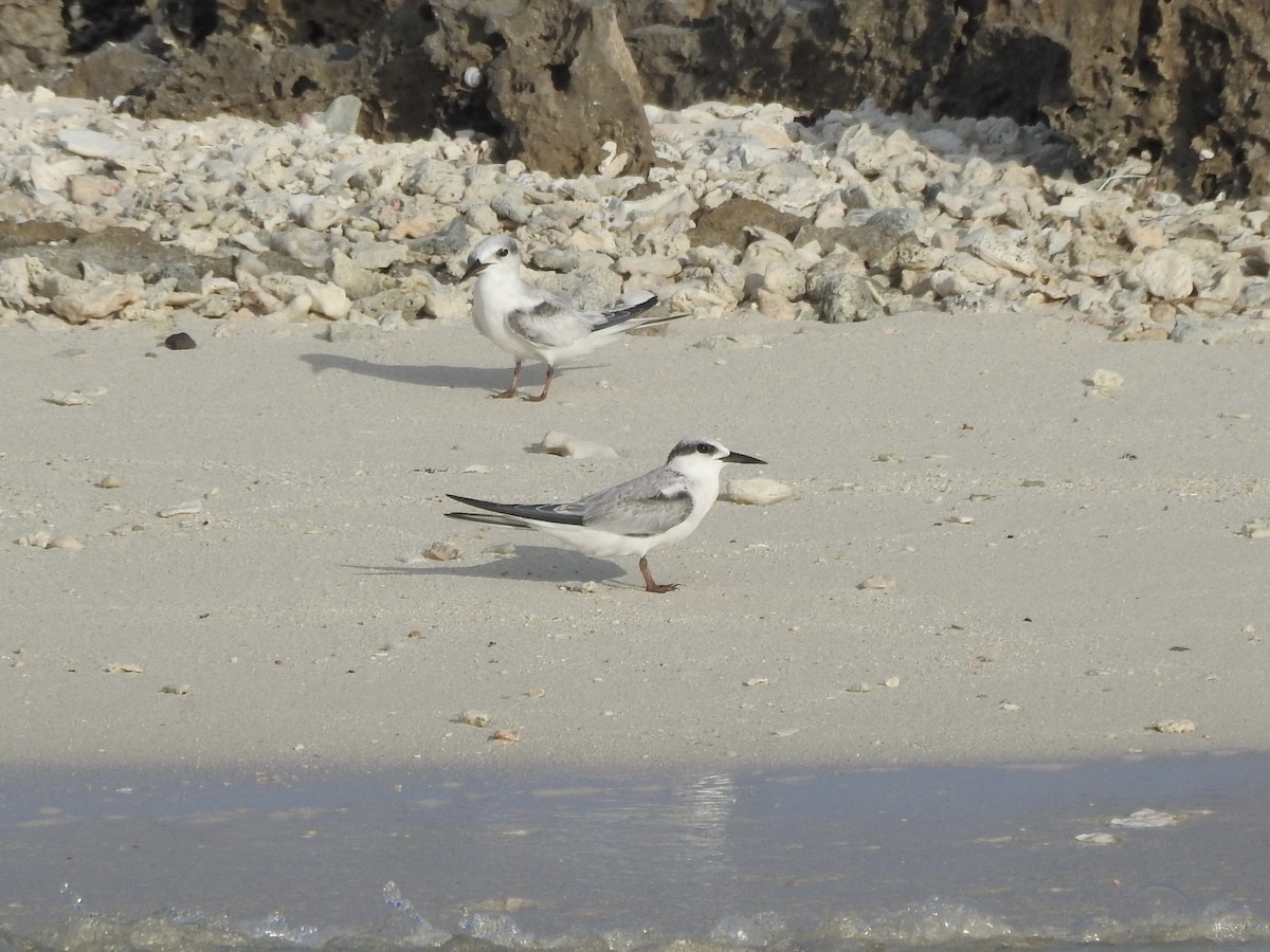 Least Tern - ML602417551