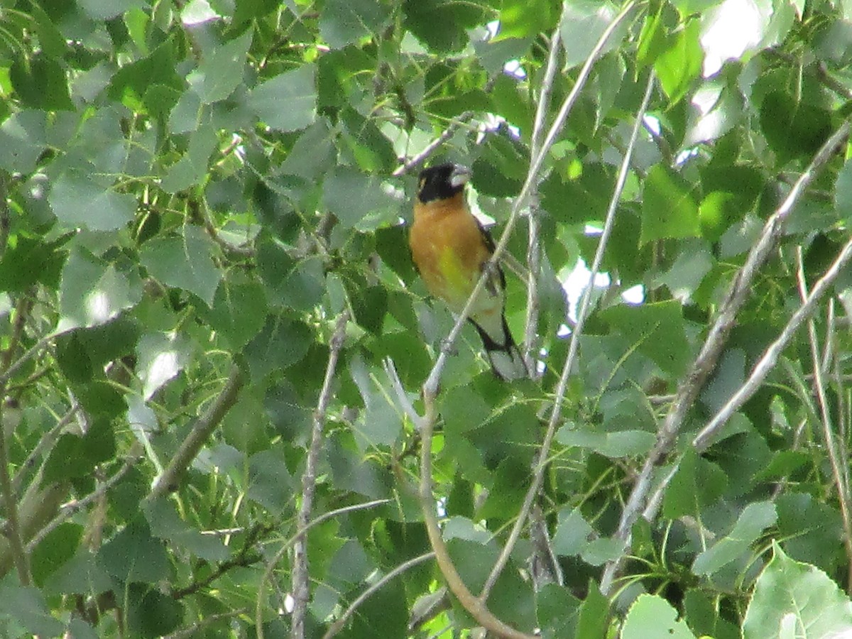 Black-headed Grosbeak - ML602417571