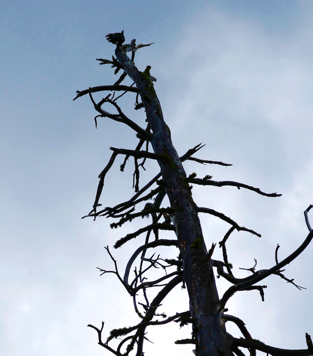 Pileated Woodpecker - Deanna McLaughlin