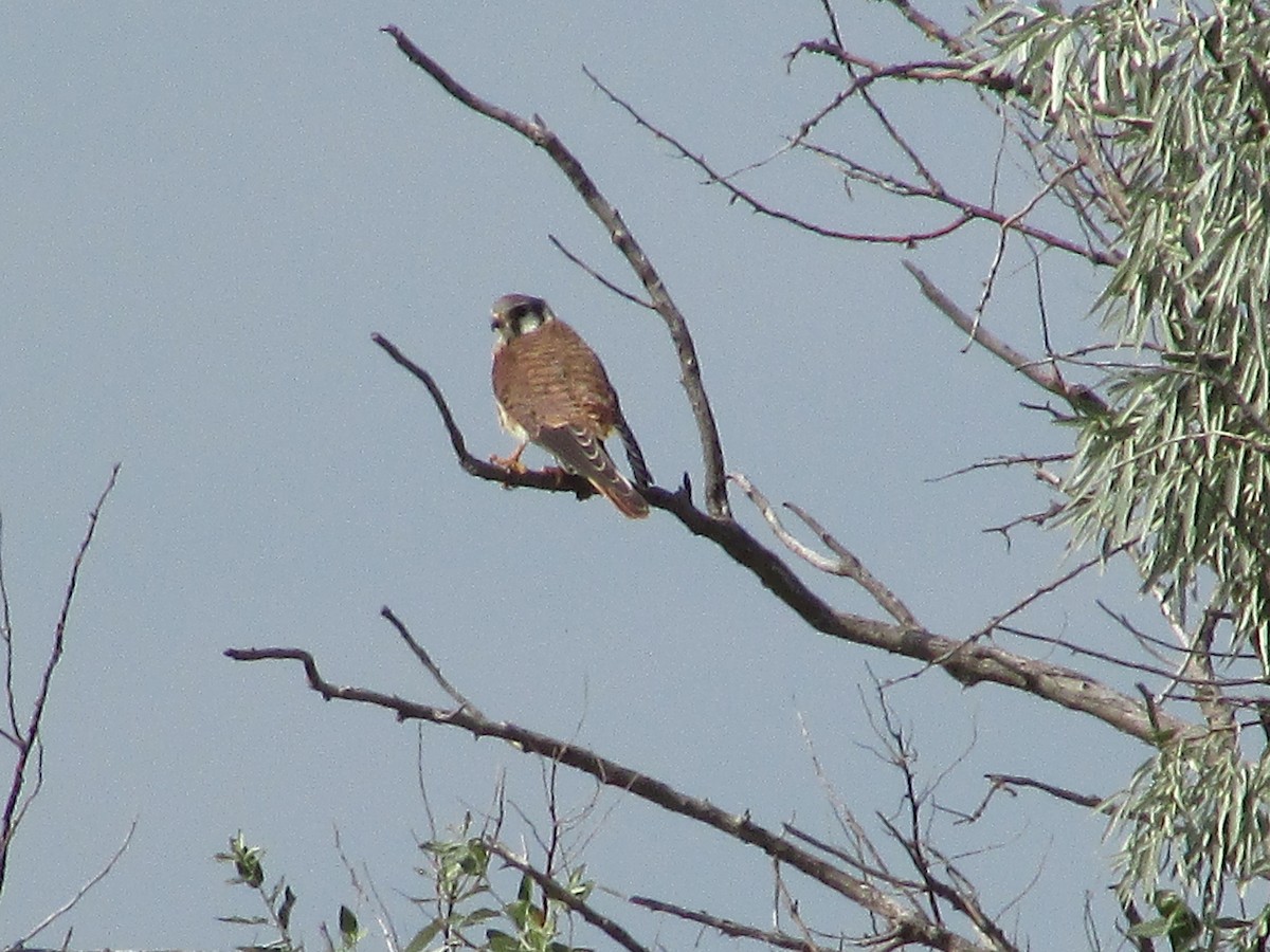 American Kestrel - ML602418461