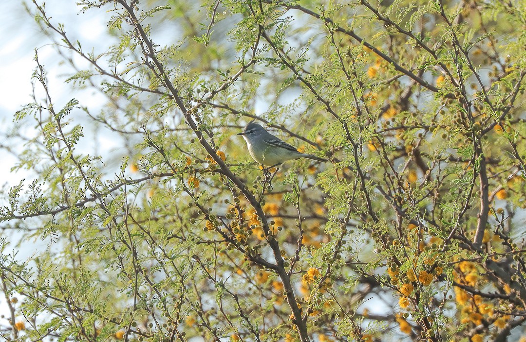 Straneck's Tyrannulet - Aves-del-Taragüí/ SabinaDeLucca