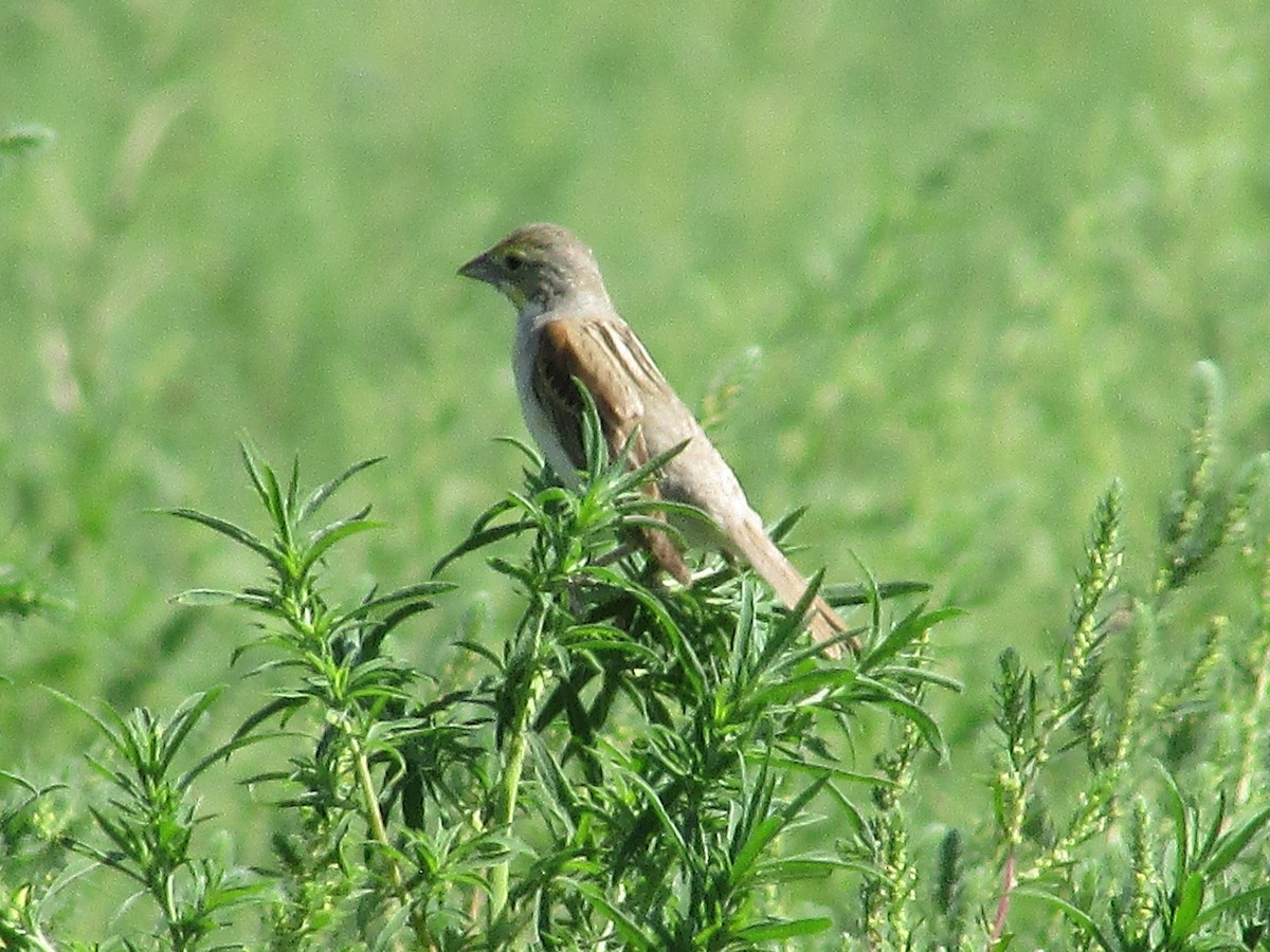 Dickcissel d'Amérique - ML602419751