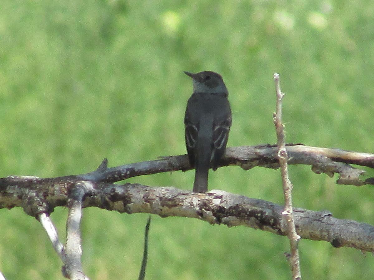 Western Wood-Pewee - ML602420561