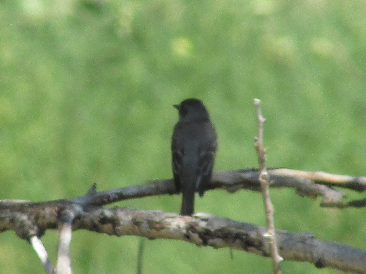 Western Wood-Pewee - ML602420571