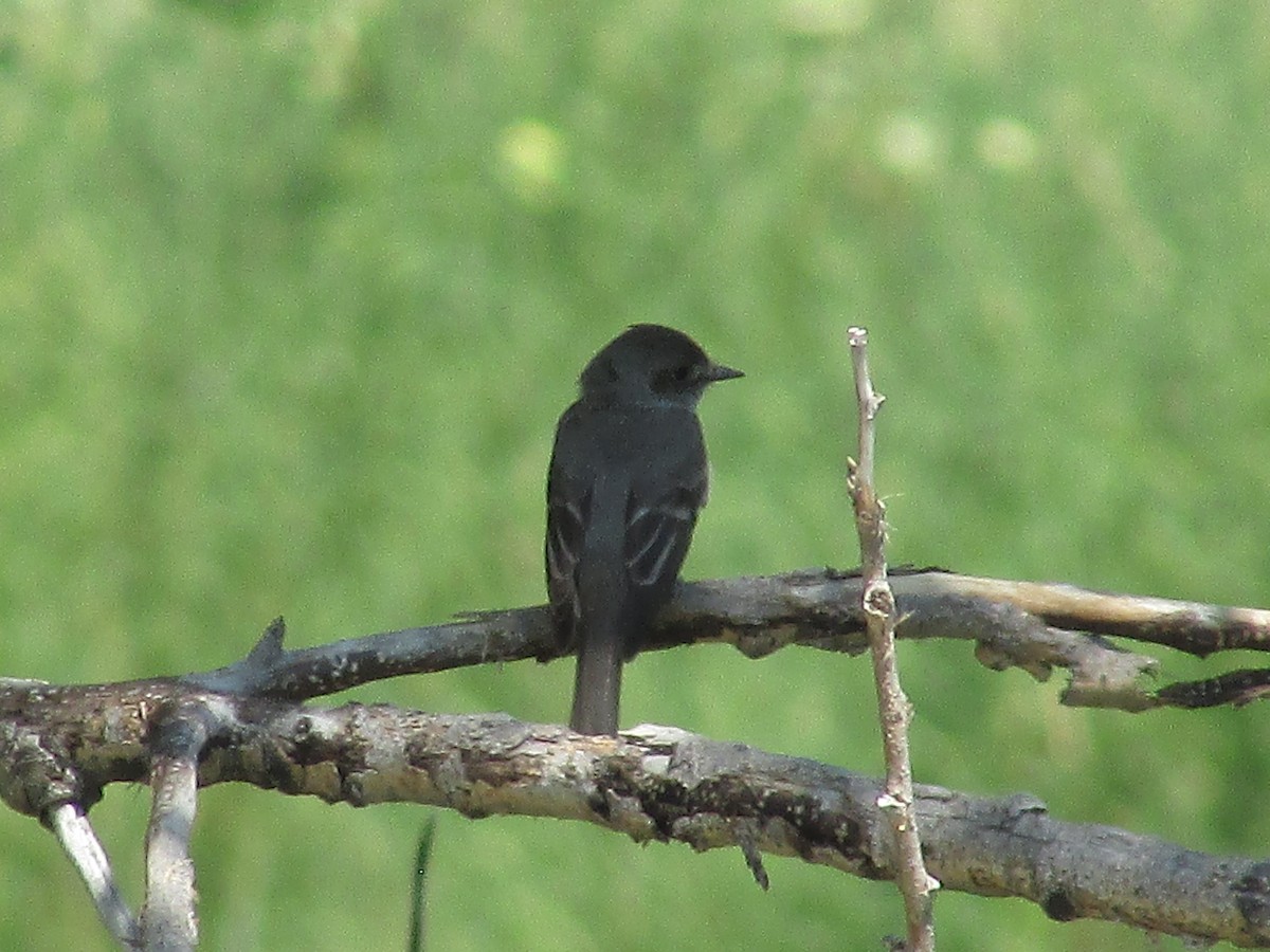 Western Wood-Pewee - ML602420581