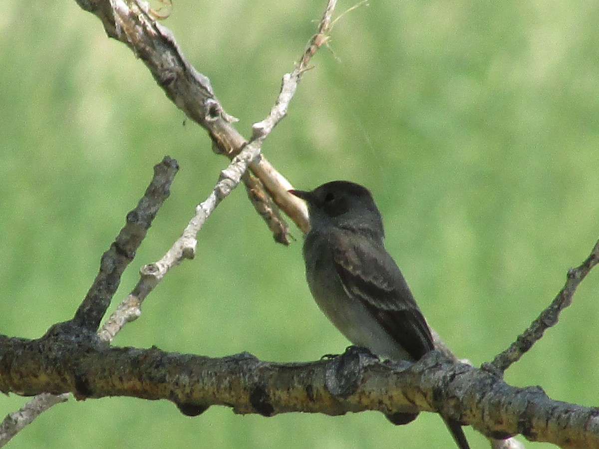 Western Wood-Pewee - ML602420601