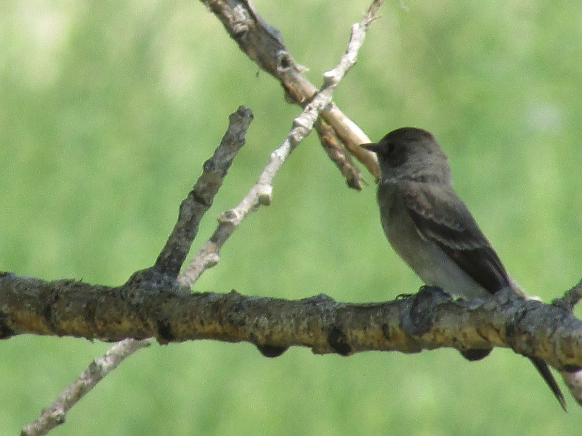 Western Wood-Pewee - ML602420611