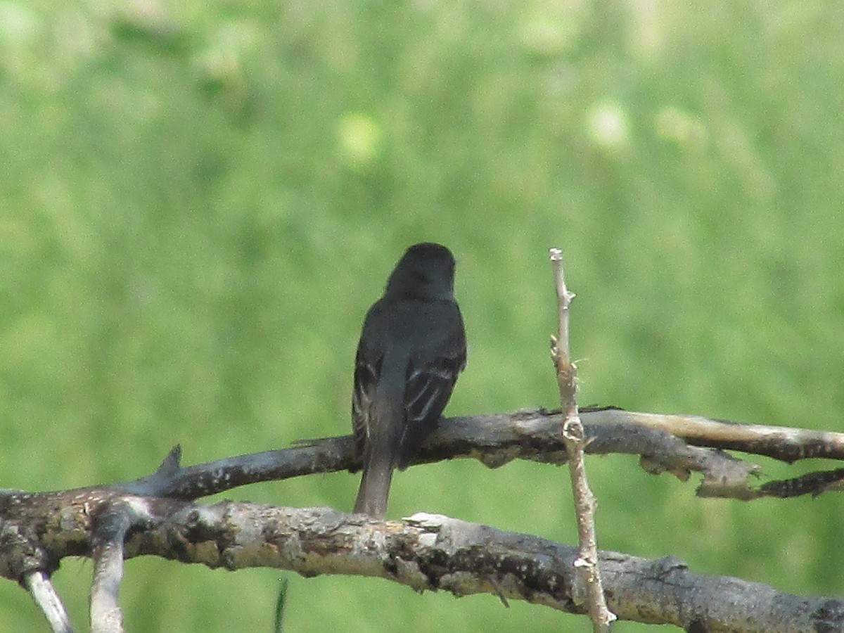 Western Wood-Pewee - ML602420631