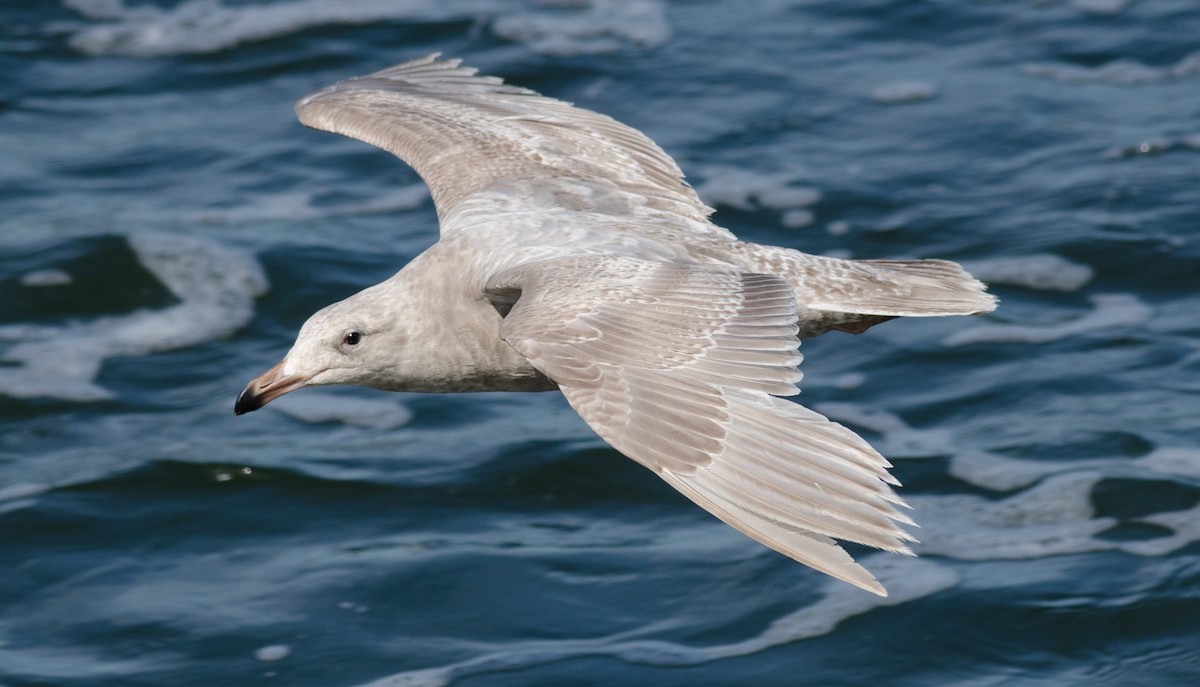 Glaucous-winged Gull - Alix d'Entremont