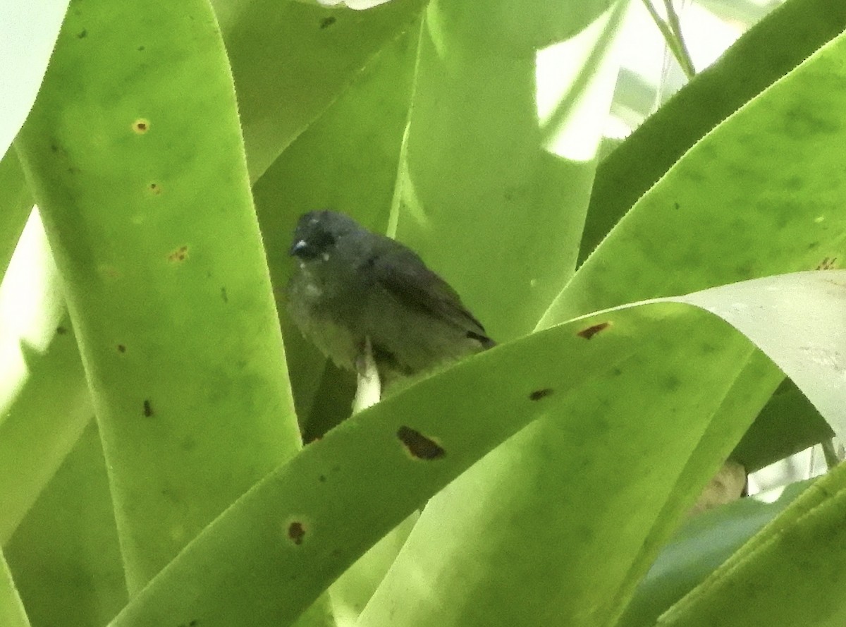 Black-faced Grassquit - ML602420921