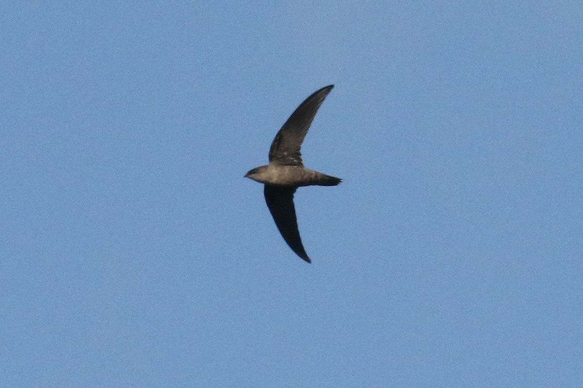 Chimney Swift - Dan Jones