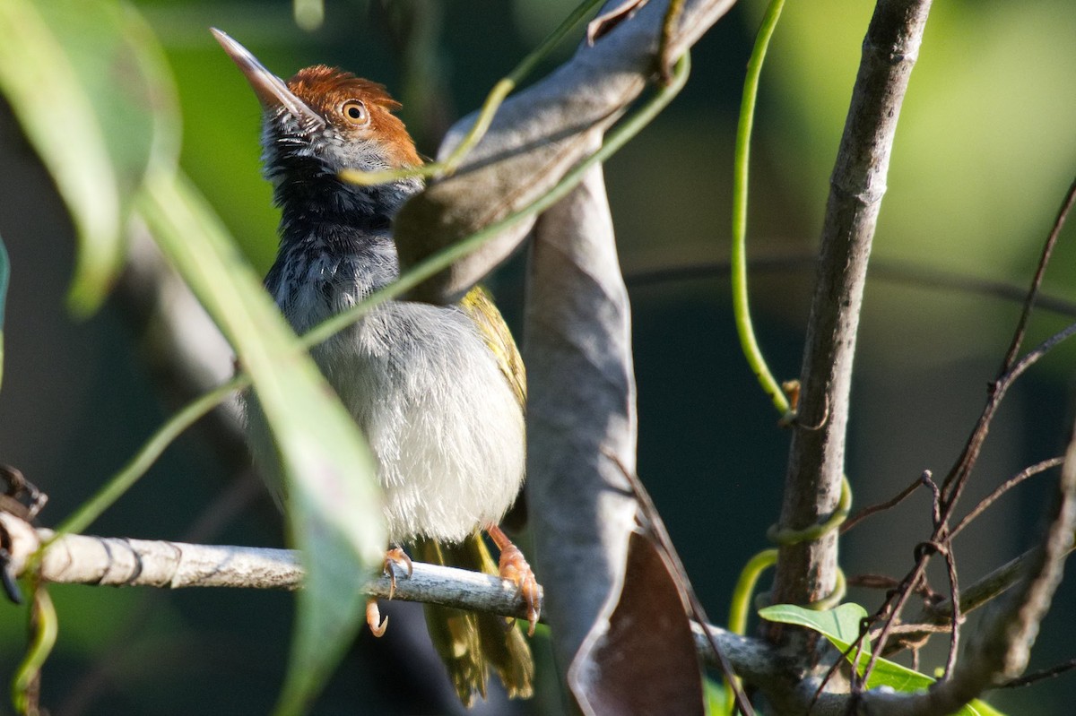 Dark-necked Tailorbird - ML602422011