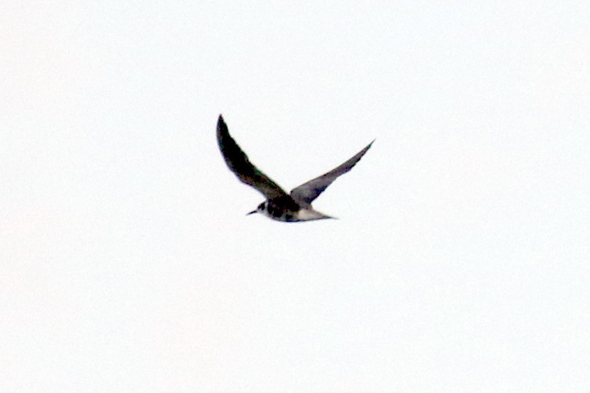 Black Tern - ML602422241