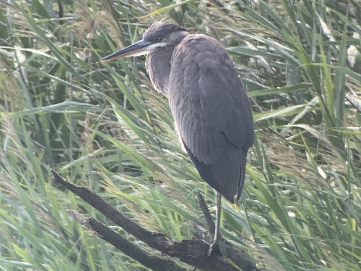 Garza Azulada - ML602422271