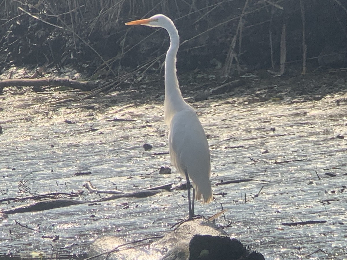 Great Egret - ML602422331