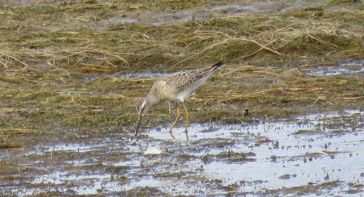 Bindenstrandläufer - ML602423081