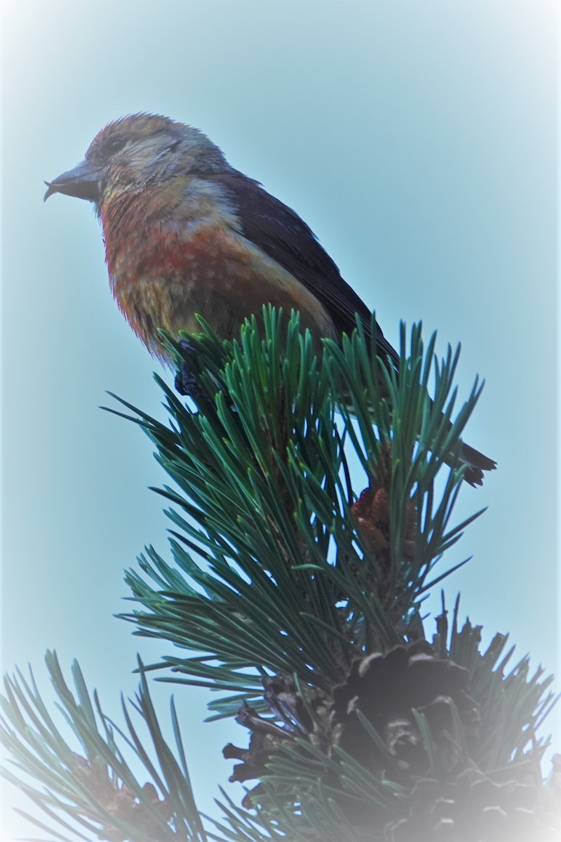 Bec-croisé des sapins - ML602423861
