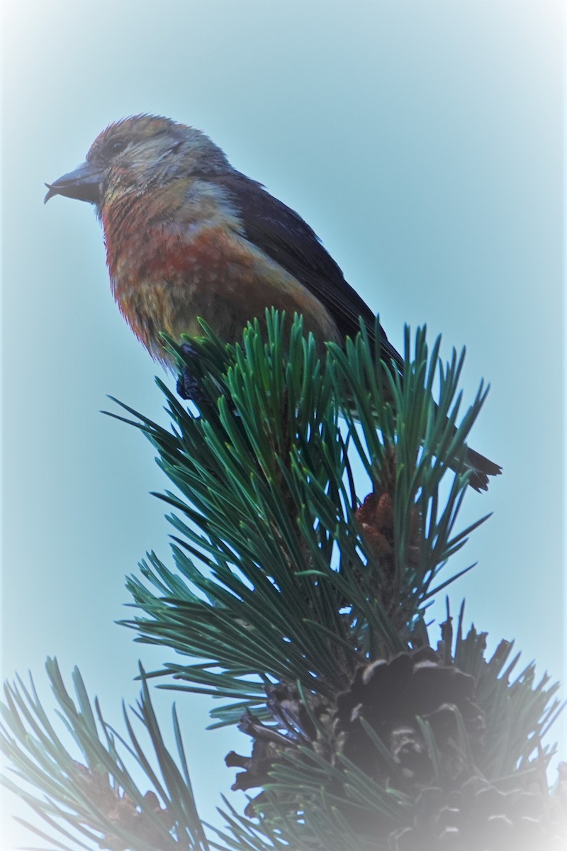 Red Crossbill - ML602423861