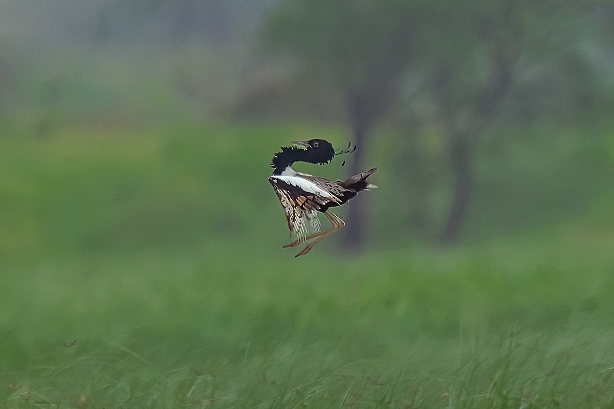 Lesser Florican - Rajkumar Das