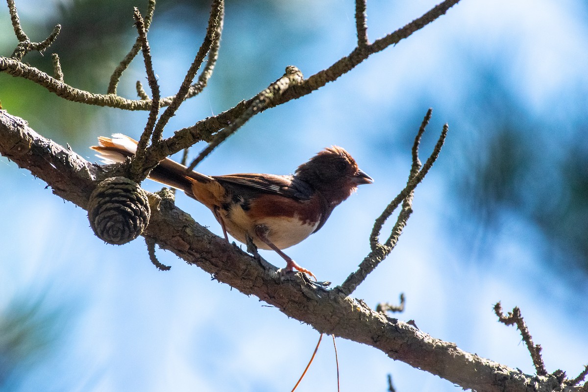 Eastern Towhee - ML602424461