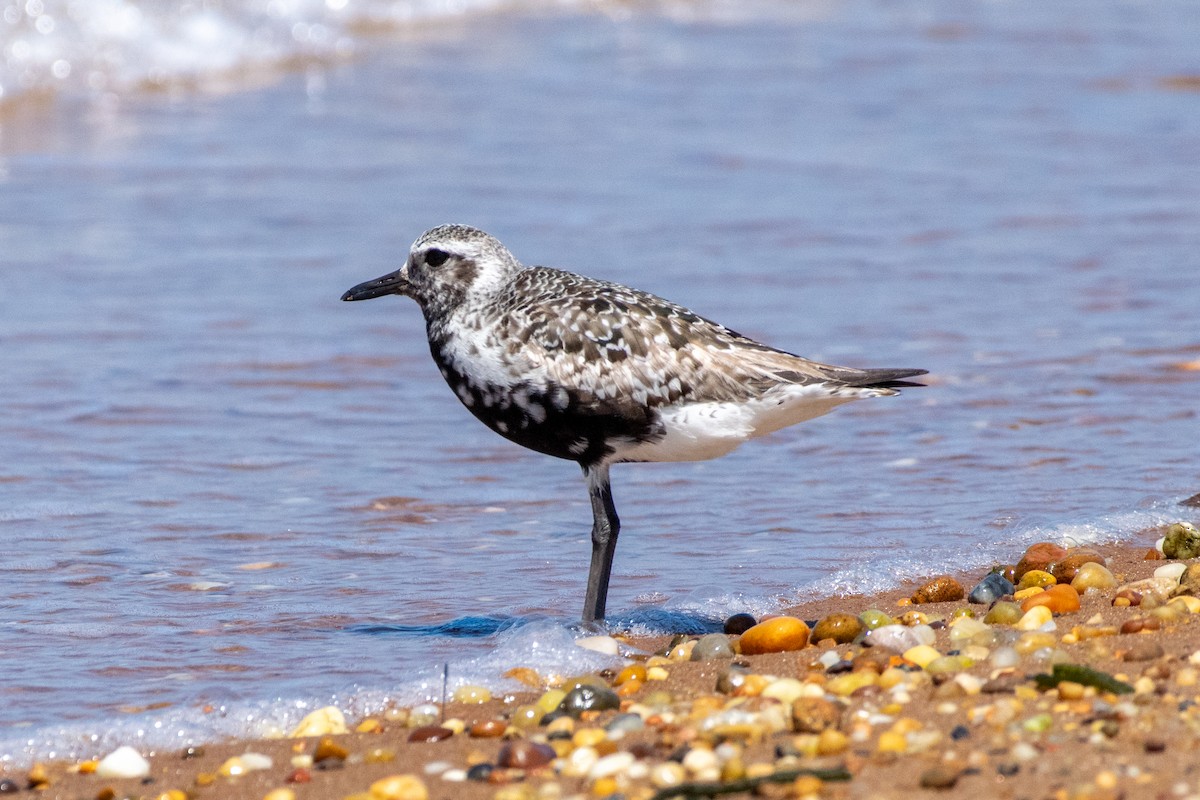 Black-bellied Plover - Andrew W.