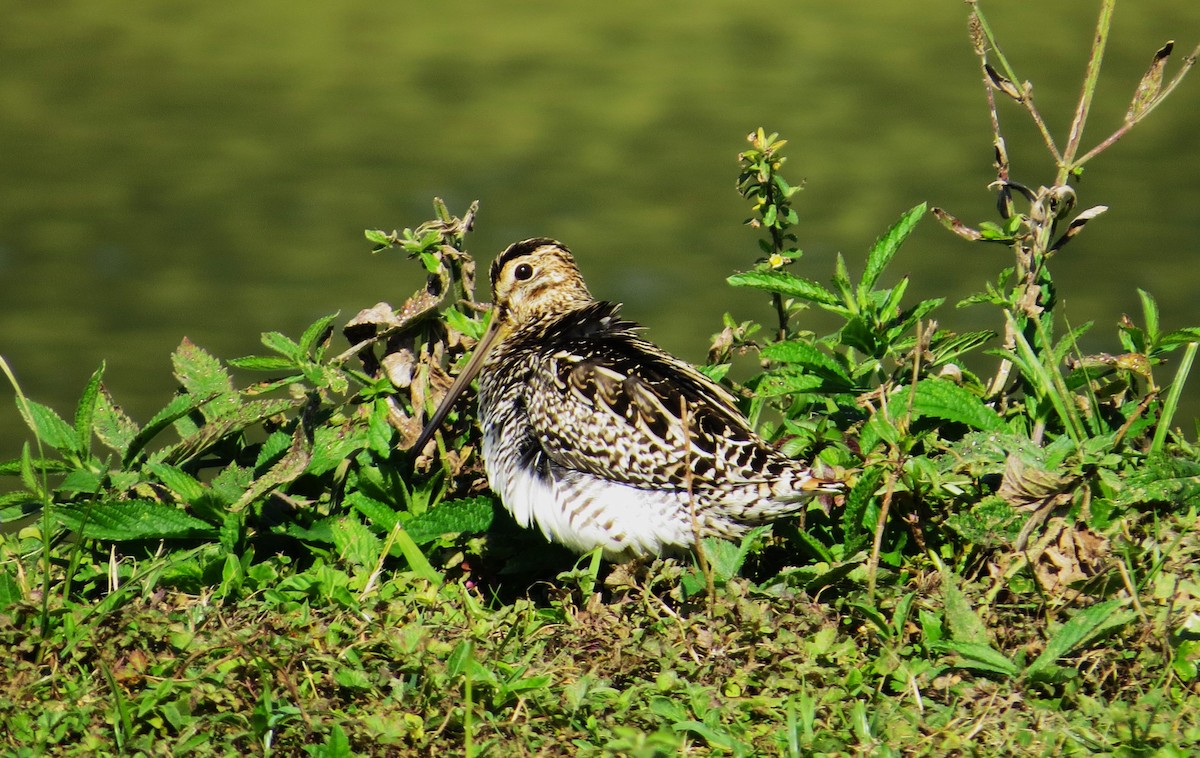 Pantanal Snipe - ML602427611