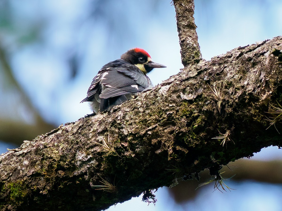 Acorn Woodpecker - ML602429821